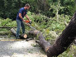 How Our Tree Care Process Works  in  Oxford, KS